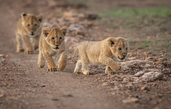 Kittens, walk, wild cats, the cubs, trio, path, cubs, Trinity