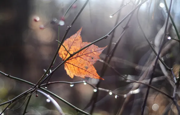 Picture autumn, macro, branches, sheet, glare