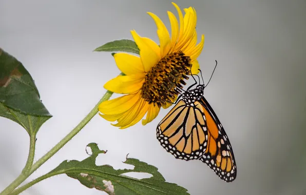 Picture flower, butterfly, sunflower, moth, monarch