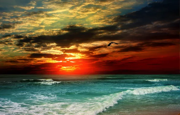 Sea, beach, foam, sunset, shore, wave, Seagull