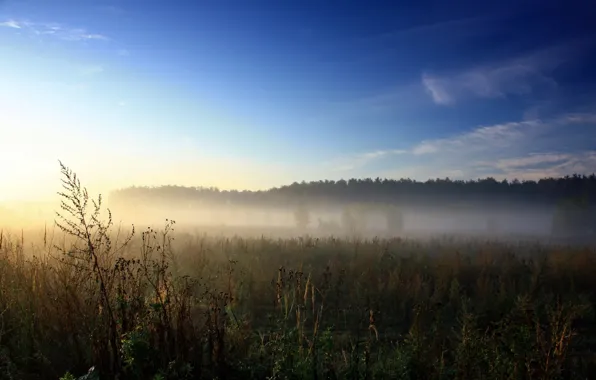 NATURE, GRASS, The SKY, FIELD, GREENS, PLAIN, LIGHT, RAYS