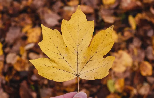 Autumn, macro, nature, sheet, bokeh, maple