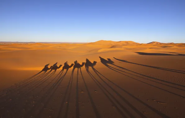 Desert, shadows, caravan