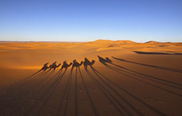 Picture desert, shadow, caravan