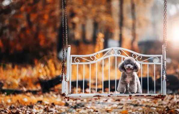 Look, nature, pose, dog, face
