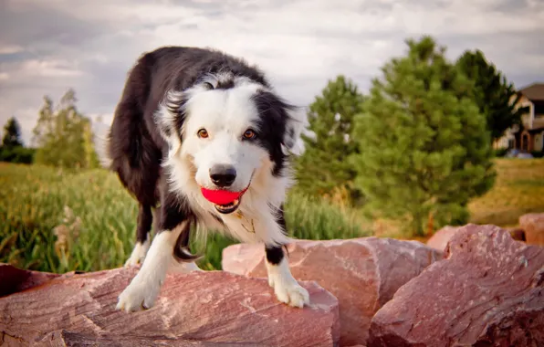 Background, dog, ball