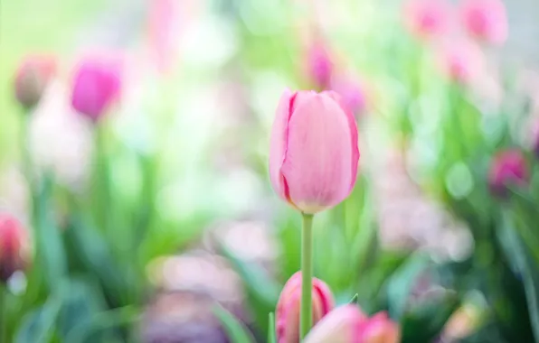 Picture greens, flowers, background, light, blur, spring, garden, tulips