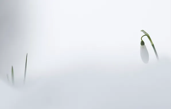 Flowers, nature, background