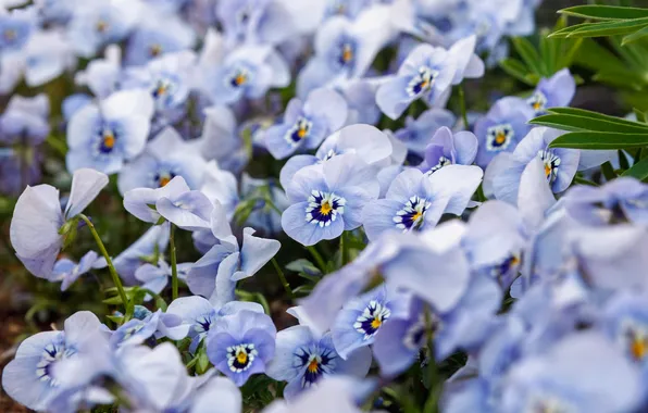 Flowers, garden, blue, Pansy, flowerbed, blur, a lot, bokeh