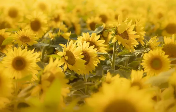Picture field, summer, sunflowers, flowers, yellow, a lot, sunflower