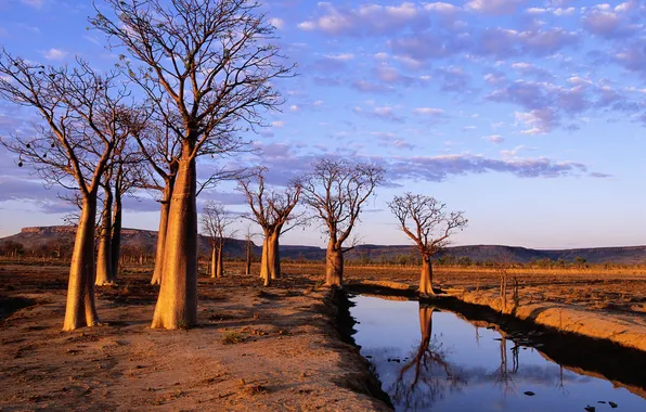 Australia, on Kimberley Plateau, Boab Trees