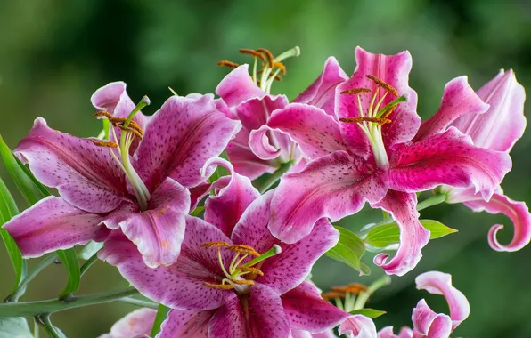 Picture pink, Lily, branch, petals, stamens, flowering, flowers