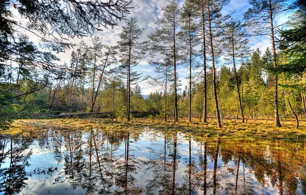 Picture autumn, forest, the sky, water, clouds, trees