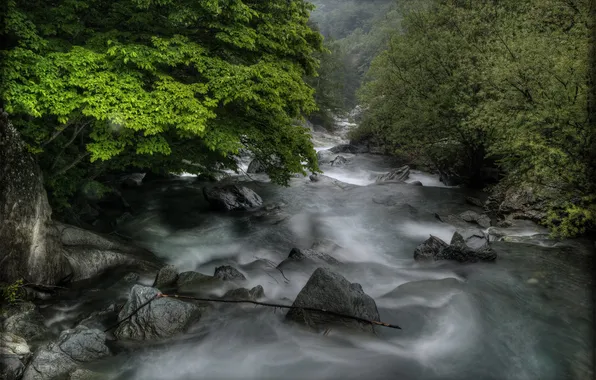 Forest, summer, nature, river, stones