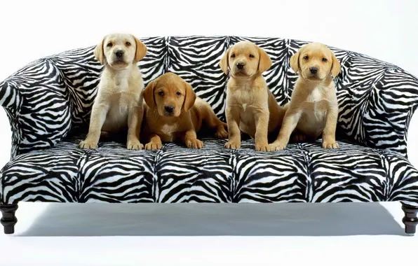 Picture sofa, four, Dogs