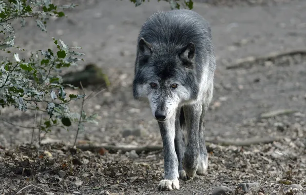 Picture grey, wolf, predator