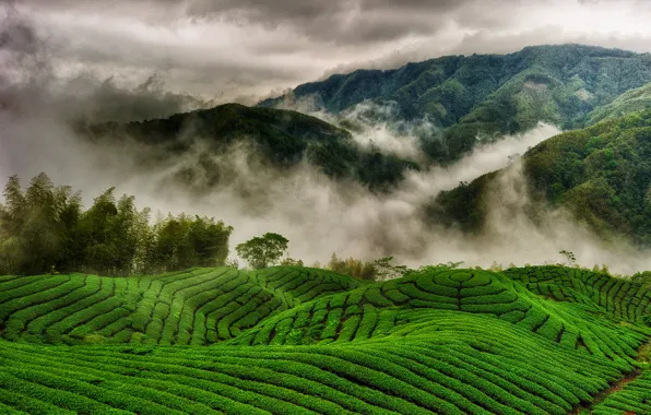 Picture clouds, mountains, fog, hills, field, tea plantations