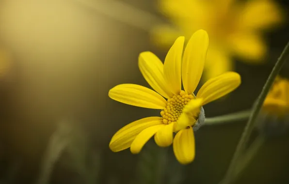 Flower, macro, yellow, petals, bokeh