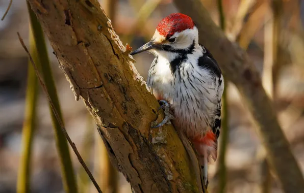 Picture tree, bird, woodpecker