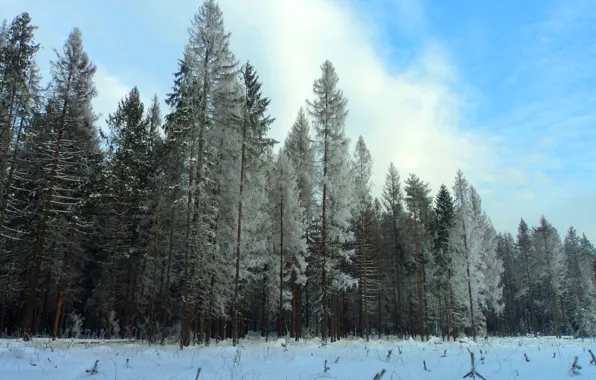 Winter, frost, snow, ate