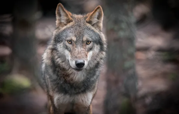 Picture nature, predator, animal, wolf, wildlife, portrait, portrait., Canis lupus. face
