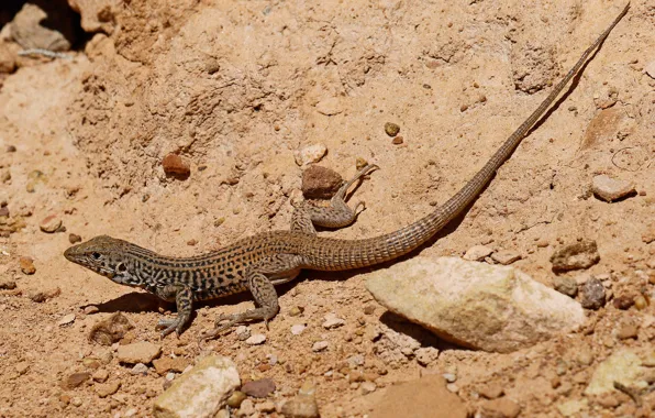 Picture nature, desert, lizard, reptile