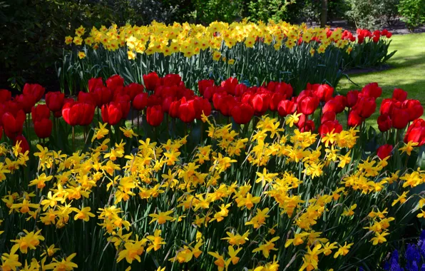 Picture flowers, spring, tulips, flowerbed, flowering, daffodils