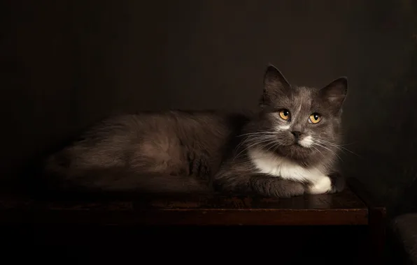 Cat, cat, look, pose, the dark background, table, grey, muzzle