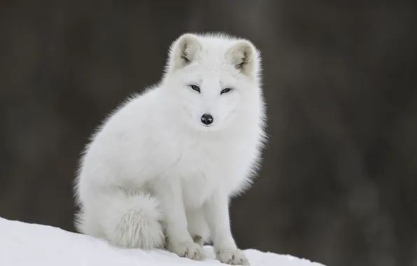 Nature, Winter, White, Snow, Fox