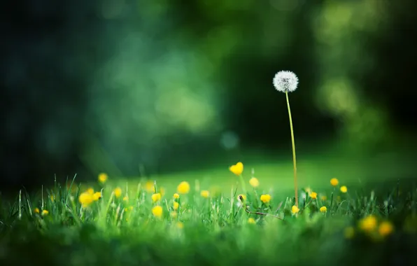 Summer, grass, macro, flowers, photo, background, dandelion, Wallpaper