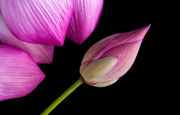 Macro, petals, Lotus, Lotus, buds, flower, pink, petals