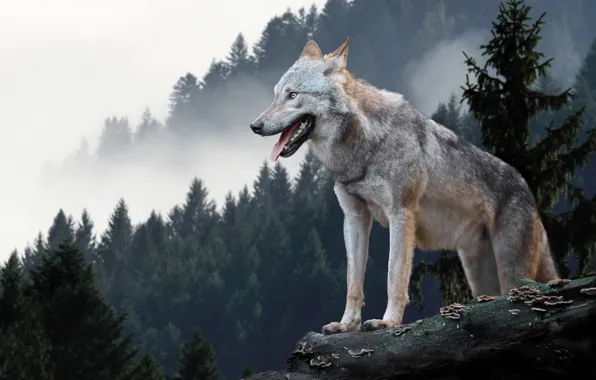 Nature, predator, animal, wolf, wildlife, portrait, portrait., Canis lupus. face