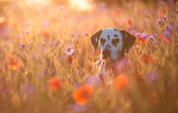 Flowers, Maki, dog, Dalmatians