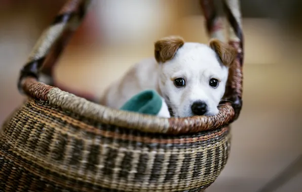 Picture basket, dog, puppy