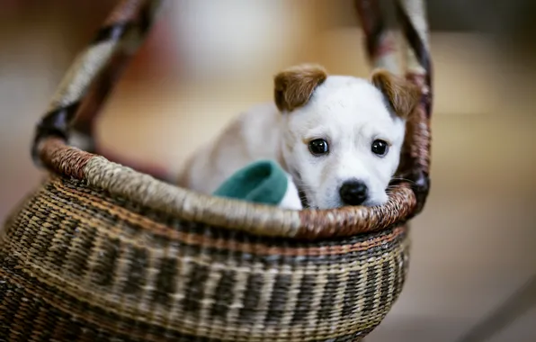 Basket, dog, puppy