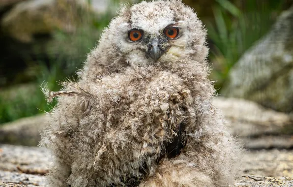Look, stones, owl, bird, feathers, chick, bokeh, owlet