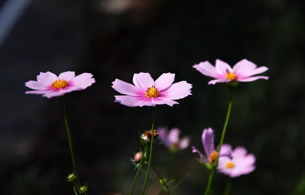 Picture kosmeya, petals, background, flowers