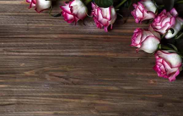 Flowers, roses, pink, pink, flowers, beautiful, roses