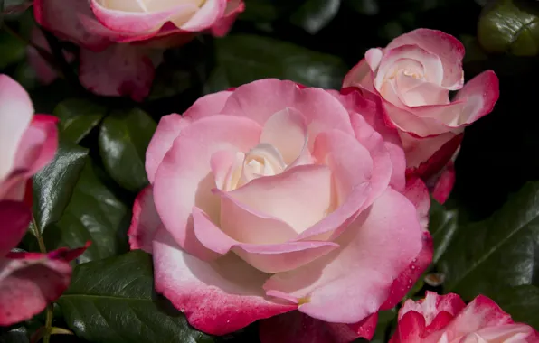 Flower, leaves, macro, flowers, rose, roses, gentle, pink