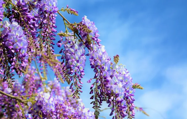 The sky, clouds, flowers, branches, stems, blue, spring, purple