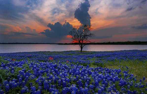 Picture sunset, flowers, shore