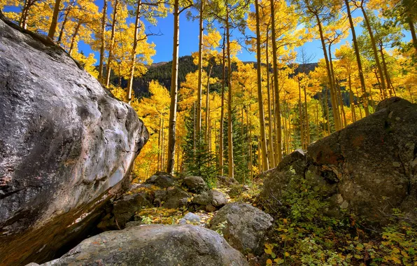 Picture autumn, forest, the sky, leaves, trees, mountains, stones, rocks