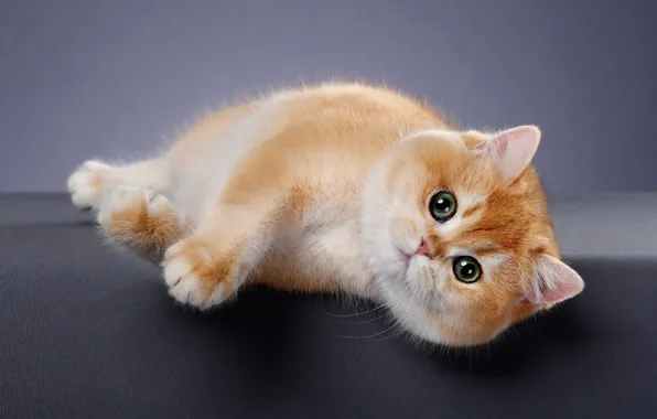 Picture cat, look, pose, background, muzzle, lies, kitty, Studio