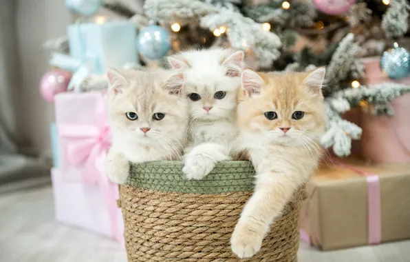 Look, balls, cats, room, legs, Christmas, kittens, gifts