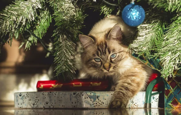 Cat, cat, look, light, branches, pose, ball, Christmas