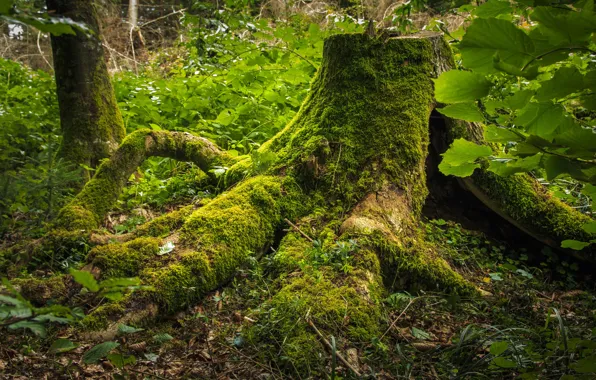 Picture forest, nature, roots, moss, stump