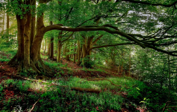 Picture summer, forest, nature