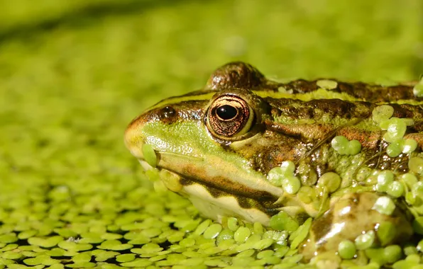 Frog, portrait, toad, pond, duckweed