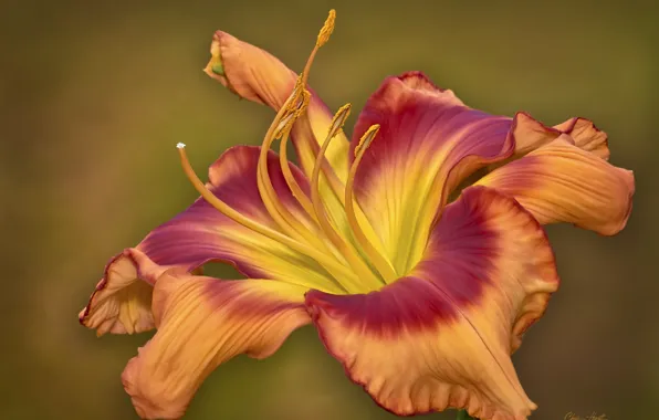 Flower, red, brown, daylilies