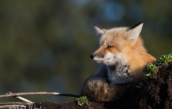 Picture face, background, Fox, red